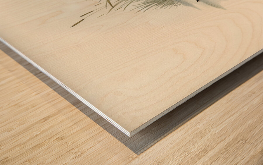 Water Crake Porzana palustris illustrated by Elizabeth Gould 1804–1841 for John Gould’s 1804-1881 Birds of Australia  Wood print