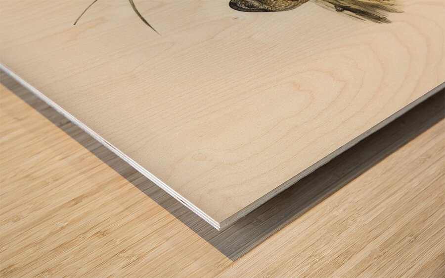 Chestnut-backed Hemipode Hemipodius castanotus illustrated by Elizabeth Gould 1804–1841 for John Gould’s 1804-1881 Birds of Australia  Wood print