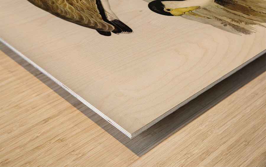 Wattle Pewit Lobivanellus lobatus illustrated by illustrated by Elizabeth Gould 1804–1841 for John Gould’s 1804-1881 Birds of Australia  Wood print