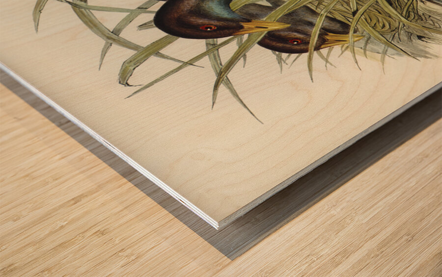 Australian Wild Duck Anus superciliosa illustrated by Elizabeth Gould 1804–1841 for John Gould’s 1804-1881 Birds of Australia  Wood print