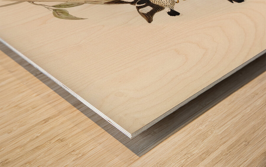 Striated Sittella Sittella striata illustrated by Elizabeth Gould 1804–1841 for John Gould’s 1804-1881 Birds of Australia  Wood print