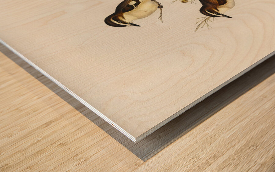 White-eyebrowed Robin Petroica superciliosa illustrated by Elizabeth Gould 1804–1841 for John Gould’s 1804-1881 Birds of Australia  Wood print