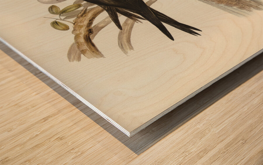 Lesser Noddy Anous melanops illustrated by Elizabeth Gould 1804–1841 for John Gould’s 1804-1881 Birds of Australia  Wood print