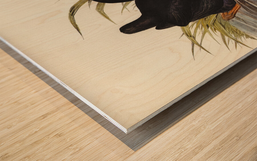 Variegated Shoveller Spatula Variegata illustrated by Elizabeth Gould 1804–1841 for John Gould’s 1804-1881 Birds of Australia  Wood print