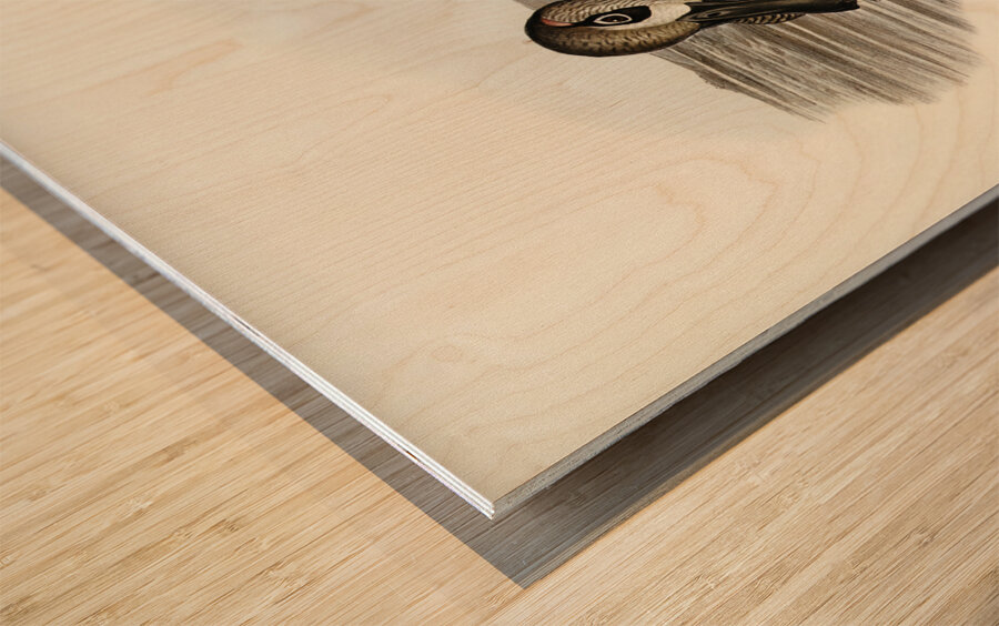 Membranaceous Duck Malacorhynchus membranaceus illustrated by Elizabeth Gould 1804–1841 for John Gould’s 1804-1881 Birds of Australia  Wood print