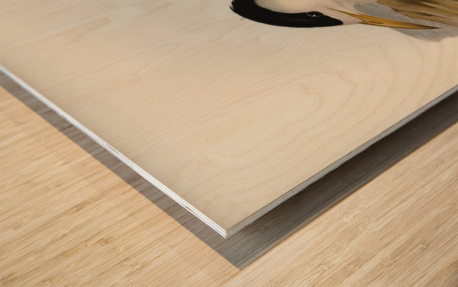 Torres Straits Tern Thalasseus Pelecanoides illustrated by Elizabeth Gould 1804–1841 for John Gould’s 1804-1881 Birds of Australia  Wood print