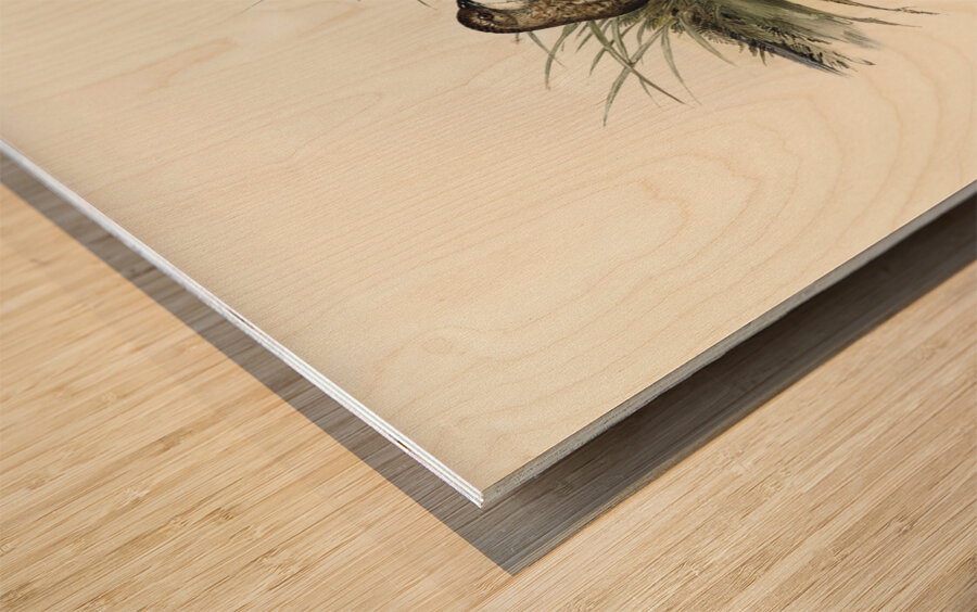 Sombre Partridge Synoicus sordidus illustrated by Elizabeth Gould 1804–1841 for John Gould’s 1804-1881 Birds of Australia  Wood print