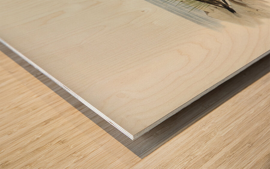 Double-banded Dottrel Hiaticula bicincta illustrated by Elizabeth Gould 1804–1841 for John Gould’s 1804-1881 Birds of Australia  Impression sur bois