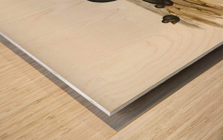 Sooty Oyster-Catcher Haematopus fuliginosus illustrated by Elizabeth Gould 1804–1841 for John Gould’s 1804-1881 Birds of Australia  Wood print