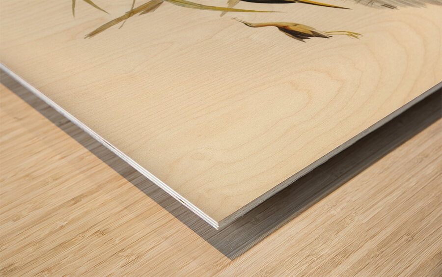 Minute Bittern Ardetta pusilla illustrated by Elizabeth Gould 1804–1841 for John Gould’s 1804-1881 Birds of Australia  Wood print