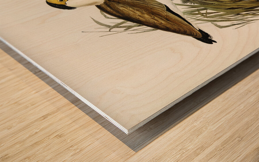 Masked Pewit Lobivanellus personatus illustrated by Elizabeth Gould 1804–1841 for John Gould’s 1804-1881 Birds of Australia  Wood print