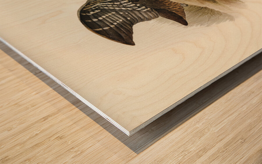 Red-necked Rail Rallina tricolor illustrated by Elizabeth Gould 1804–1841 for John Gould’s 1804-1881 Birds of Australia  Wood print