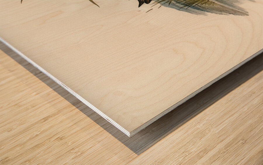 Spotted Water Crake Porzana fluminea illustrated by Elizabeth Gould 1804–1841 for John Gould’s 1804-1881 Birds of Australia  Impression sur bois