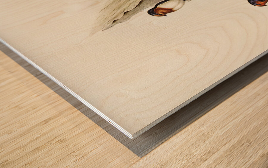 Welcome Swallow Hirundo neoxena illustrated by Elizabeth Gould 1804–1841 for John Gould’s 1804-1881 Birds of Australia  Wood print