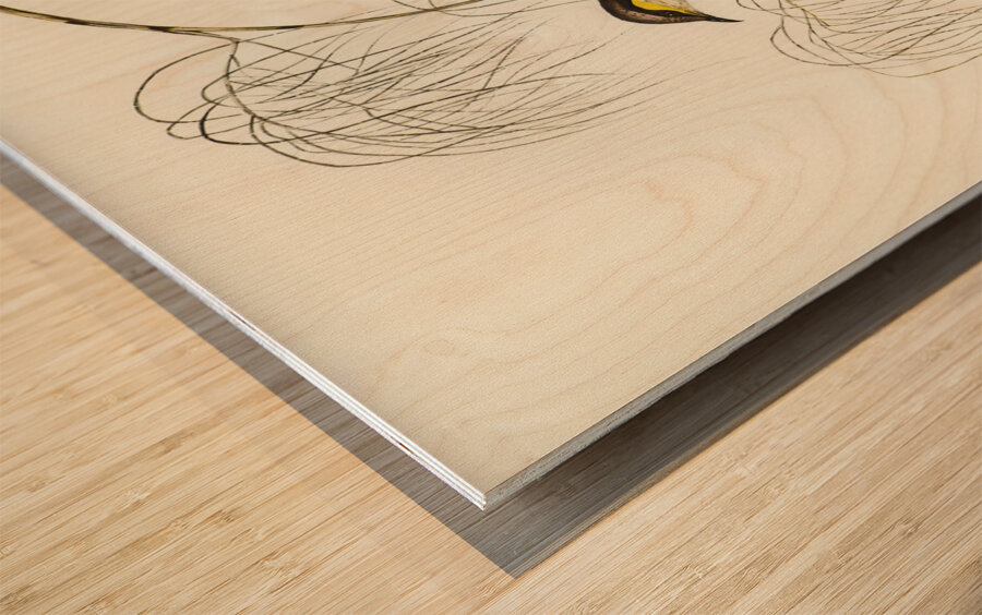 Singing Honey-eater Ptilotis sonorus illustrated by Elizabeth Gould 1804–1841 for John Gould’s 1804-1881 Birds of Australia  Wood print