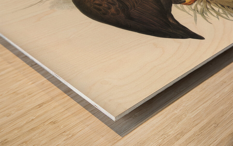 Mound-raising Megapode Megapodius Tumulus illustrated by Elizabeth Gould 1804–1841 for John Gould’s 1804-1881 Birds of Australia  Wood print