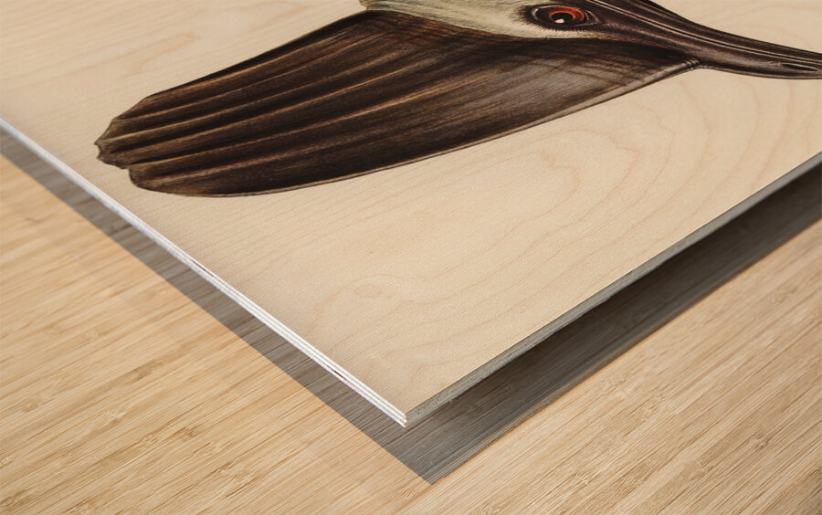 Australian Cassowary Casuarius australisillustrated by Elizabeth Gould 1804–1841 for John Gould’s 1804-1881 Birds of Australia  Wood print