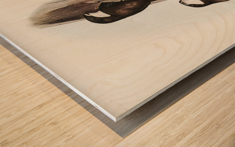 Australian Spine-tailed Swallow Acanthylis caudacuta illustrated by Elizabeth Gould 1804–1841 for John Gould’s 1804-1881 Birds of Australia  Wood print