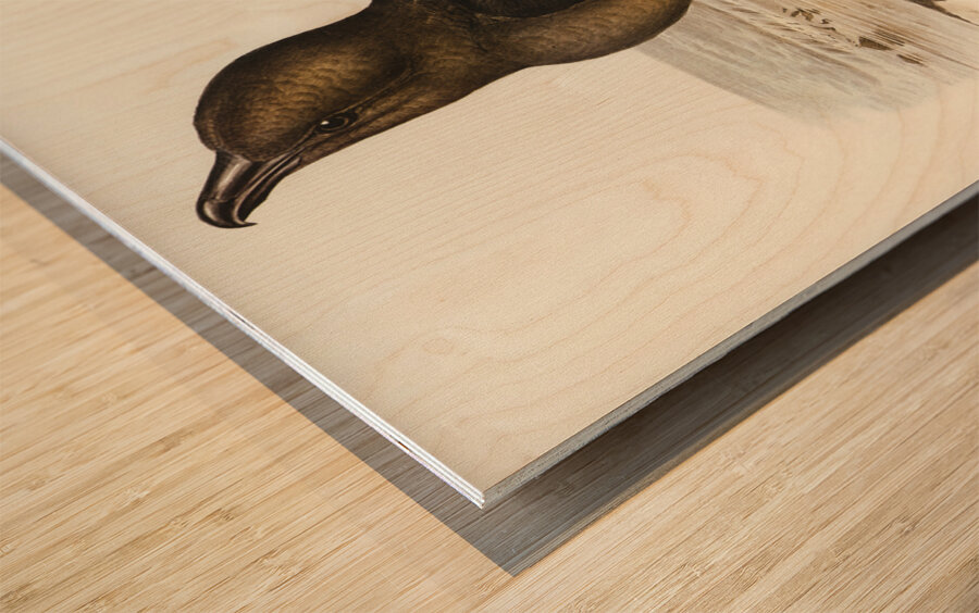 Skua Gull Lestris Catarractes illustrated by Elizabeth Gould 1804–1841 for John Gould’s 1804-1881 Birds of Australia  Wood print