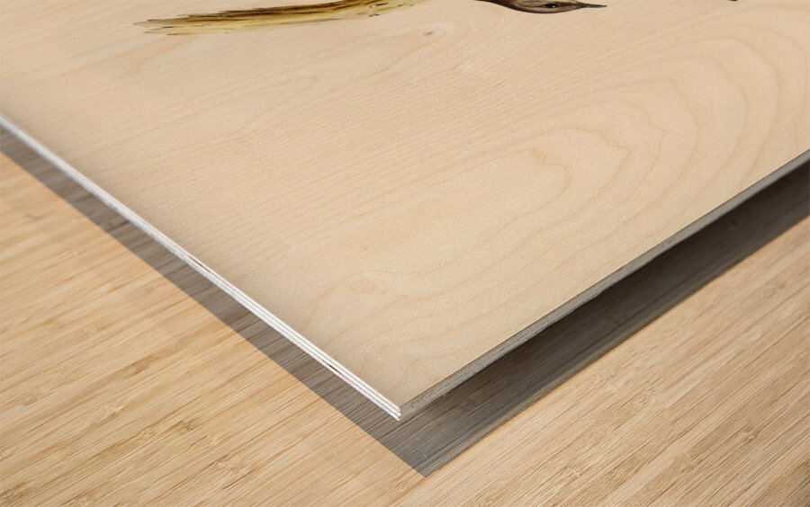 Pied Robin Petroica bicolor Swains illustrated by Elizabeth Gould 1804–1841 for John Gould’s 1804-1881 Birds of Australia  Wood print