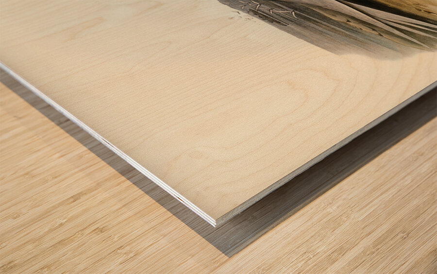 Black-naped Tern Sterna melanauchen illustrated by Elizabeth Gould 1804–1841 for John Gould’s 1804-1881 Birds of Australia  Wood print