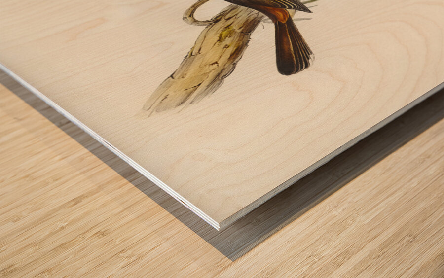 Scrub Robin Drymodes brunneopygia illustrated by Elizabeth Gould 1804–1841 for John Gould’s 1804-1881 Birds of Australia  Wood print