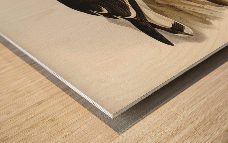 Pacific Gull Larus Pacificus illustrated by Elizabeth Gould 1804–1841 for John Gould’s 1804-1881 Birds of Australia  Wood print