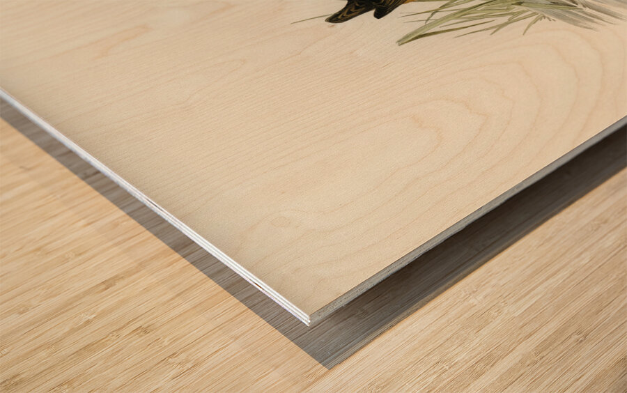 White-eyebrowed Water Crake Porzana leucophrys illustrated by Elizabeth Gould 1804–1841 for John Gould’s 1804-1881 Birds of Australia  Wood print