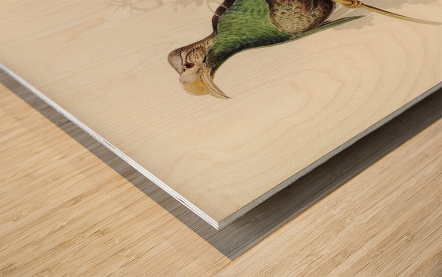 Standard-Wing Semioptera Wallacei illustrated by Elizabeth Gould 1804–1841 for John Gould’s 1804-1881 Birds of Australia  Wood print