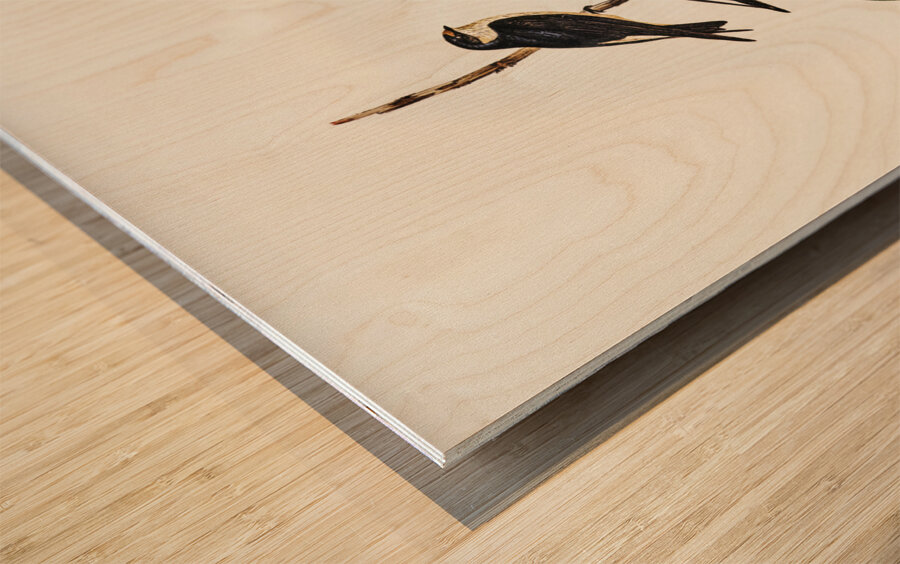 Tree Martin Collocalia arborea illustrated by Elizabeth Gould 1804–1841 for John Gould’s 1804-1881 Birds of Australia  Wood print