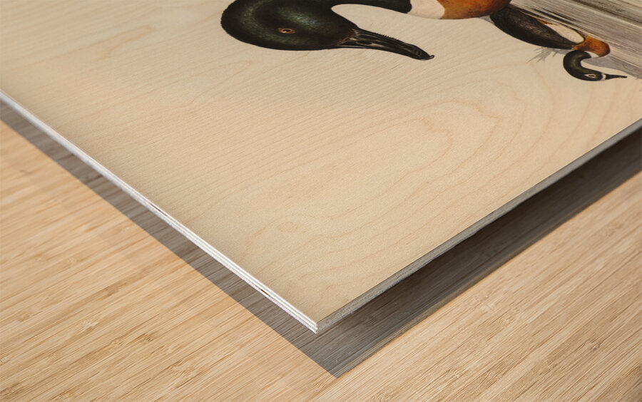 Chesnut-Coloured Shieldrake Casarca Tadornoides illustrated by Elizabeth Gould 1804–1841 for John Gould’s 1804-1881 Birds of Australia  Wood print