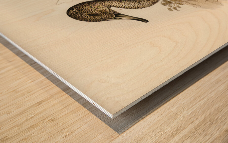 Freckled Duck Anus naevosa illustrated by Elizabeth Gould 1804–1841 for John Gould’s 1804-1881 Birds of Australia  Wood print