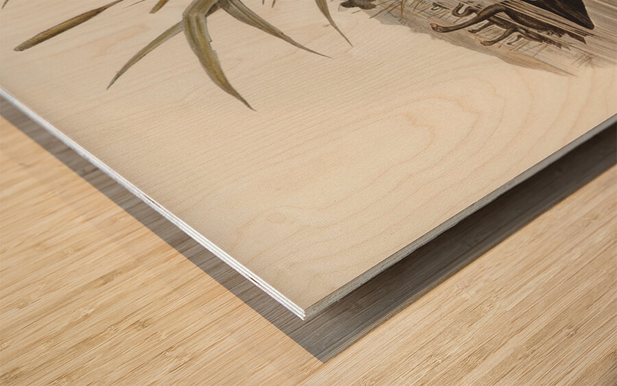 Black Swan Cygnus atratus illustrated by Elizabeth Gould 1804–1841 for John Gould’s 1804-1881 Birds of Australia  Wood print