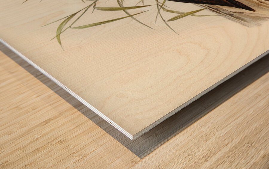 Chesnut-breasted Duck Anas punctata illustrated by Elizabeth Gould 1804–1841 for John Gould’s 1804-1881 Birds of Australia  Wood print