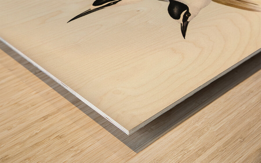 Panayan Tern Onychoprion Panaya illustrated by Elizabeth Gould 1804–1841 for John Gould’s 1804-1881 Birds of Australia  Wood print