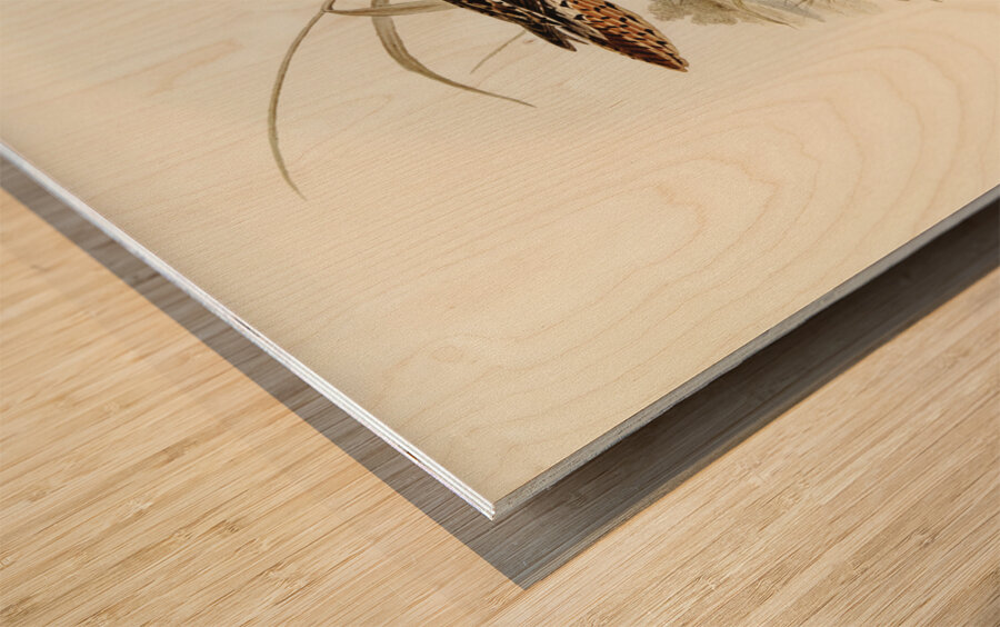 Bartrams Sandpiper Actiturus Bartramius illustrated by Elizabeth Gould 1804–1841 for John Gould’s 1804-1881 Birds of Australia  Wood print