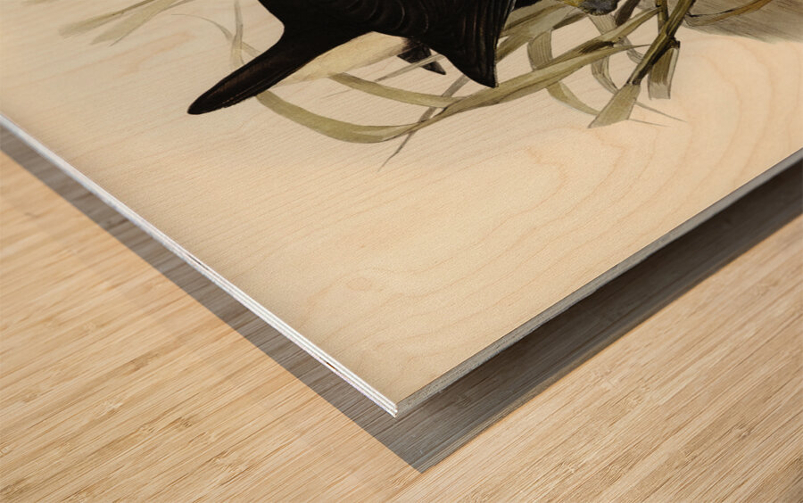 Zure-breasted Porphyrio Porphyrio bellus illustrated by Elizabeth Gould 1804–1841 for John Gould’s 1804-1881 Birds of Australia  Wood print