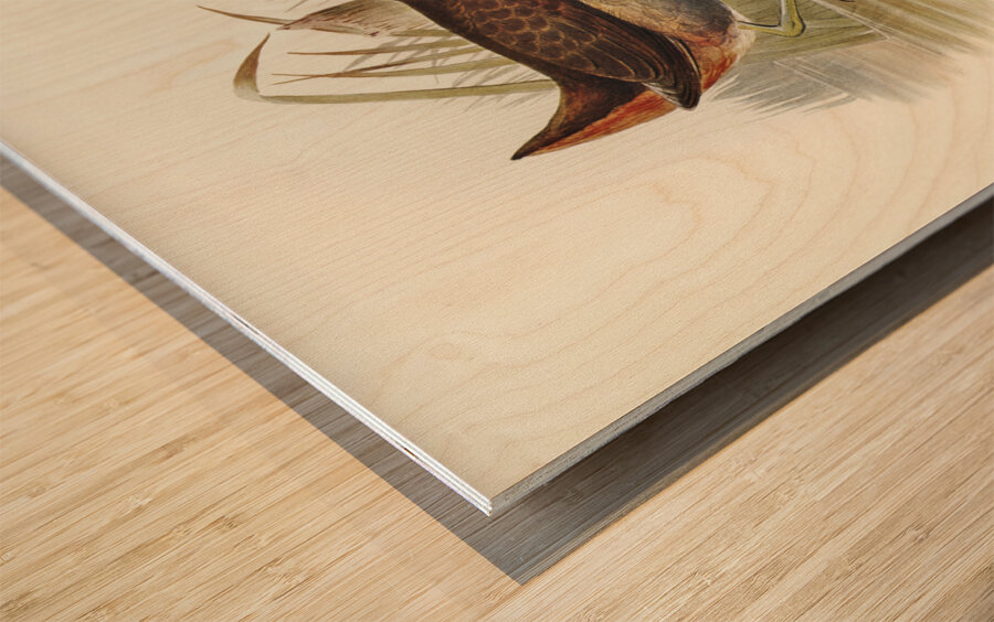 Rufous-vented Gallinule Gallinula ruficrissa illustrated by Elizabeth Gould 1804–1841 for John Gould’s 1804-1881 Birds of Australia  Wood print