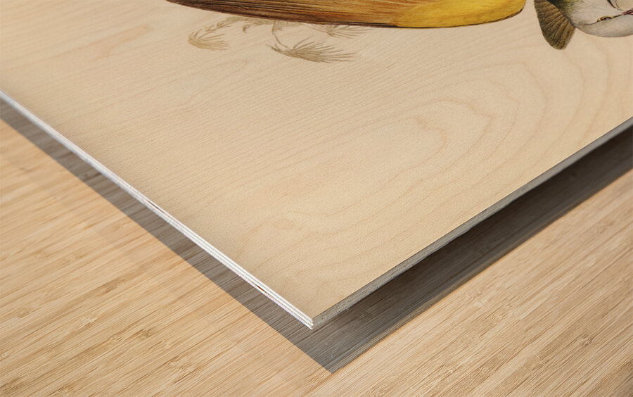 Spotless Gallinule Porzana immaculata illustrated by Elizabeth Gould 1804–1841 for John Gould’s 1804-1881 Birds of Australia  Wood print