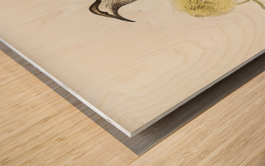 Lunulated Wattle Bird Anthochaera lunulata illustrated by Elizabeth Gould 1804–1841 for John Gould’s 1804-1881 Birds of Australia  Wood print