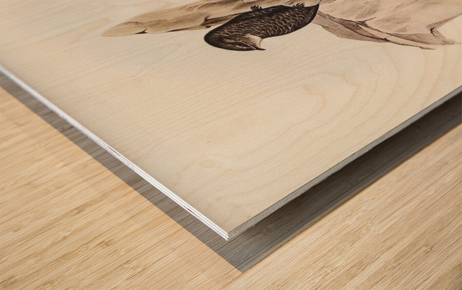 Australian Swift Cypselus Australis illustrated by Elizabeth Gould 1804–1841 for John Gould’s 1804-1881 Birds of Australia  Wood print