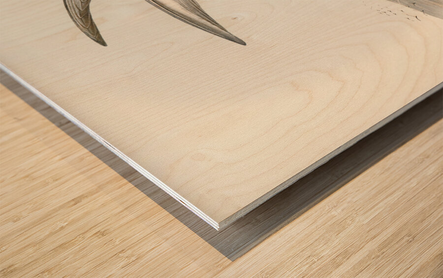 Marsh Tern Hydrochelidon fluviatilis illustrated by Elizabeth Gould 1804–1841 for John Gould’s 1804-1881 Birds of Australia  Wood print