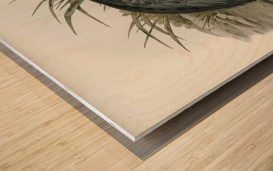 Cereopsis Goose Cereopsis Novae-Hollandiae illustrated by Elizabeth Gould 1804–1841 for John Gould’s 1804-1881 Birds of Australia  Wood print