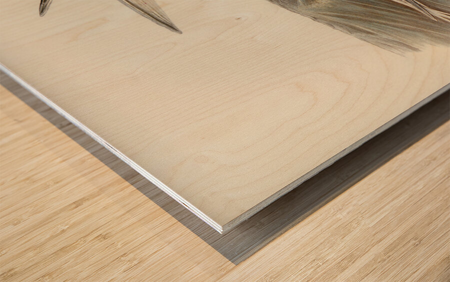 Black-billed Tern Sterna melanorhyncha illustrated by Elizabeth Gould 1804–1841 for John Gould’s 1804-1881 Birds of Australia  Wood print