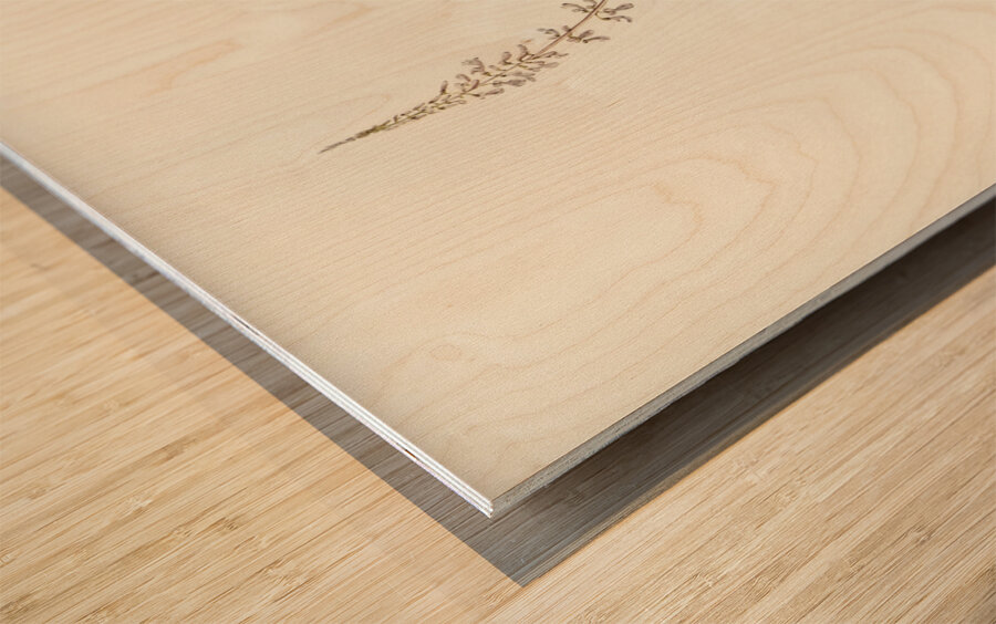 White-fronted Sericornis Sericornis frontalis illustrated by Elizabeth Gould 1804–1841 for John Gould’s 1804-1881 Birds of Australia  Wood print