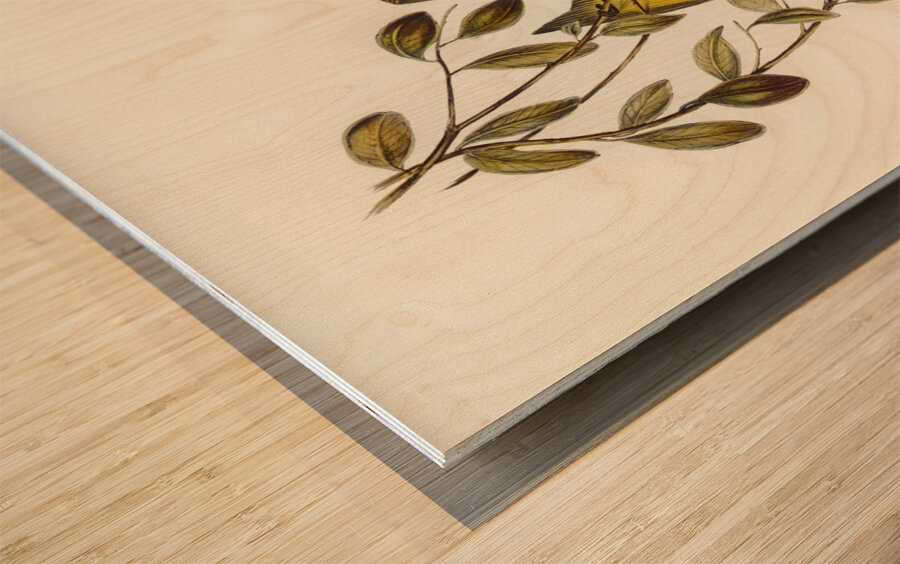 Varied Honey-eater Ptilotis versicolor illustrated by Elizabeth Gould 1804–1841 for John Gould’s 1804-1881 Birds of Australia  Wood print