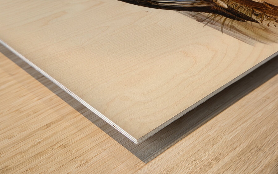 Australian Shoveller Spatula Rhynchotis illustrated by Elizabeth Gould 1804–1841 for John Gould’s 1804-1881 Birds of Australia  Wood print