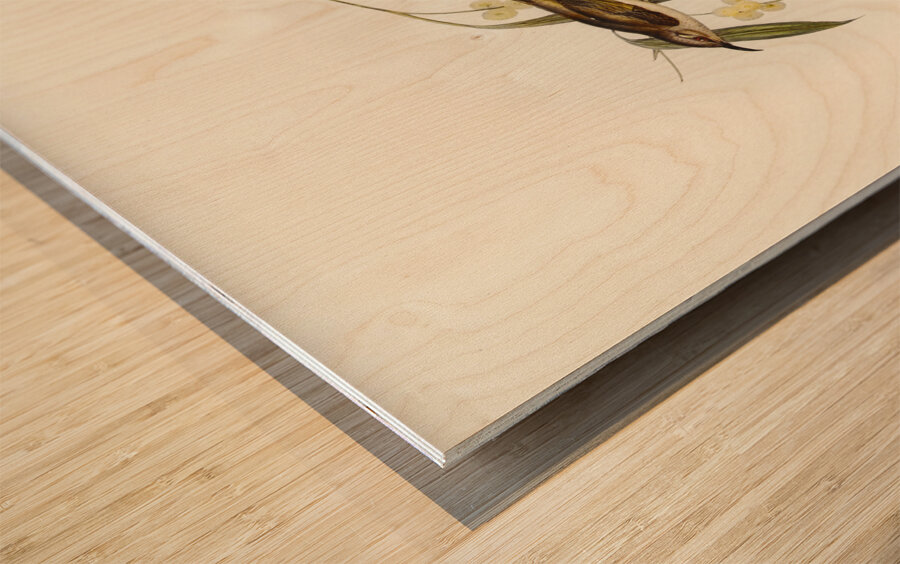 Brown Honey-eater Glyciphila ocularis illustrated by Elizabeth Gould 1804–1841 for John Gould’s 1804-1881 Birds of Australia  Wood print