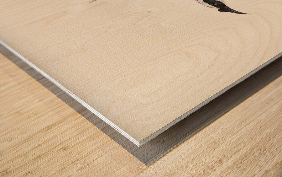 Silvery-crowned Friar Bird Tropidorhynchus argenticeps illustrated by Elizabeth Gould 1804–1841 for John Gould’s 1804-1881 Birds of Australia  Wood print