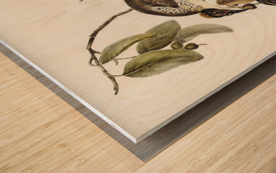 Friar Bird Tropidorhynchus corniculatus illustrated by Elizabeth Gould 1804–1841 for John Gould’s 1804-1881 Birds of Australia  Wood print